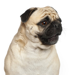 Pug, 3 years old, against white background