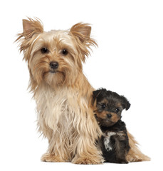 Female Yorkshire Terrier and her puppy sitting