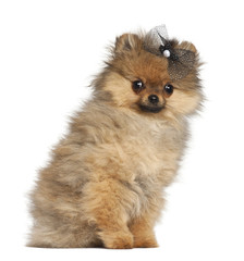 Obraz premium Spitz, 4 months old, sitting against white background