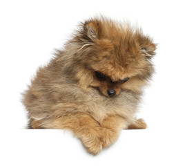 Obraz premium Spitz, 4 months old, against white background