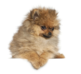Obraz premium Spitz, 4 months old, against white background
