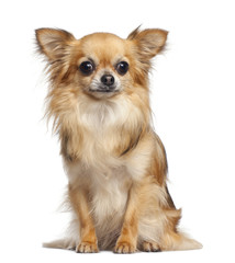 Chihuahua, 4 years old, sitting against white background
