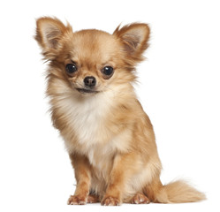 Chihuahua, 7 months old, sitting against white background