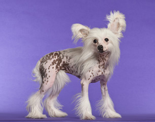 Chinese Crested Dog, 9 months old, standing