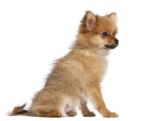 Obraz premium Spitz puppy, 3 months old, sitting against white background