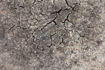 coconut tree cross section.