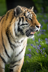 Plakat Siberian Tiger