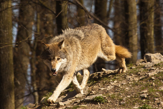 Fototapeta Timberwolf oder Amerikanischer Grauwolf (Canis lupus lycaon)