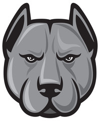pit bull head (pit bull terrier)