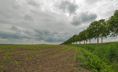 Obraz premium Corn just starting to grow