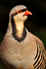 Chukarhuhn (Alectoris chukar)