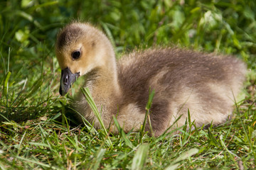 Kanadagans (Branta canadensis)