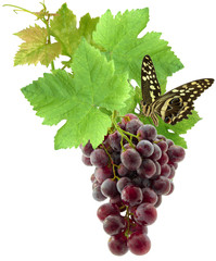 papillon sur grappe de raisin © Unclesam