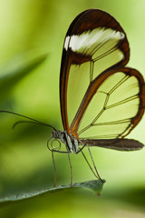 Glasfl&uuml;gelfalter (Greta oto)