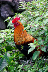 Rooster
