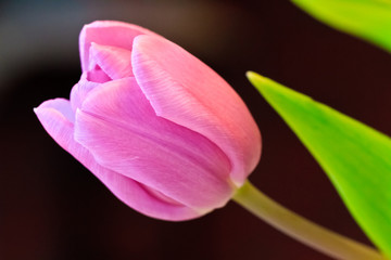 Tulip close up