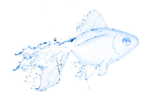 water fish splash isolated on white background