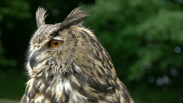 Eagle Owl Close Up (bubo bubo)