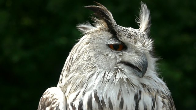 Siberian Eagle Owl Close Up (bubo bubo sibiricus) with Sound