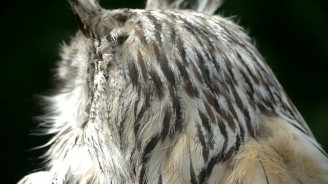Siberian Eagle Owl Close Up (bubo bubo sibiricus) with Sound