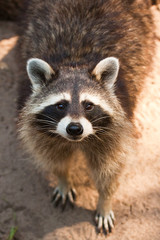 Waschbär (Procyon lotor)