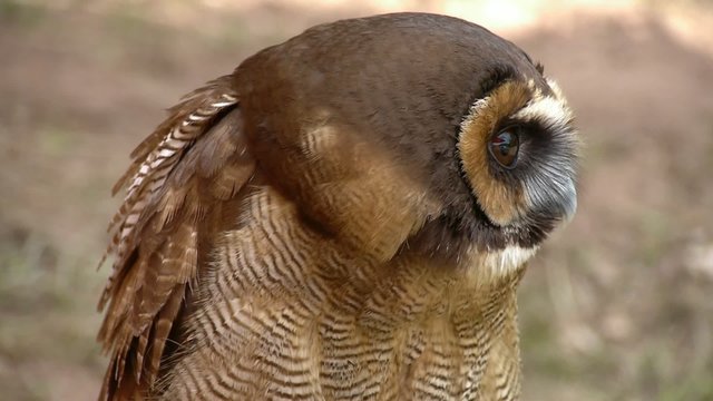 Brown Wood Owl (Strix leptogrammica)