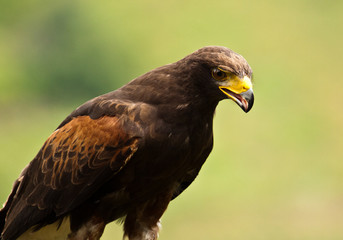 Wüstenbussard (Parabuteo unicinctus)