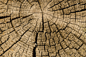 Fototapeta premium old and cracked wooden log background