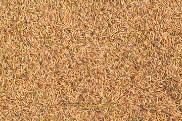 Grain rice after someone new.