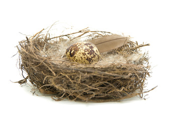 egg in a nest on a white background