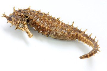 Seahorse