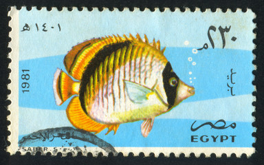 Fototapeta premium Lined butterfly fish