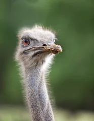Crédence de cuisine en verre imprimé Autruche Head of  ostrich emu close up..