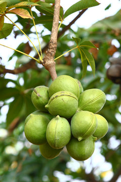 Sterculiaceae on tree,(Biodiesel)