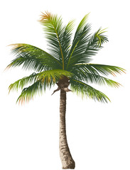 Obraz premium Palm