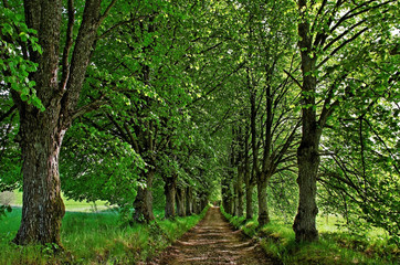 Fototapeta premium Lime alley.
