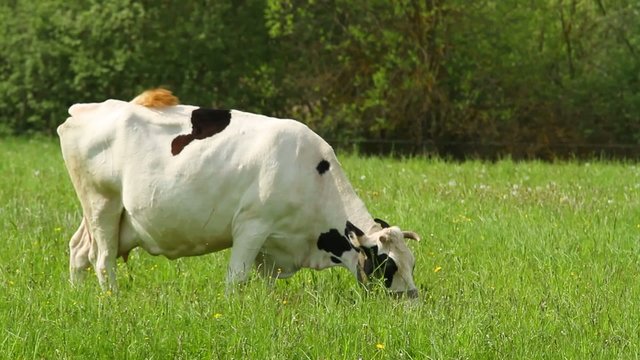 Cows eats grass