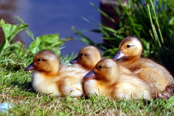 Duck and ducklings