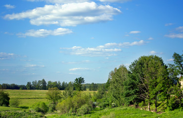 summer field landscape