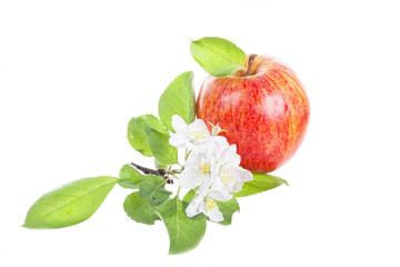 Ripe red apple and apple-tree flowers