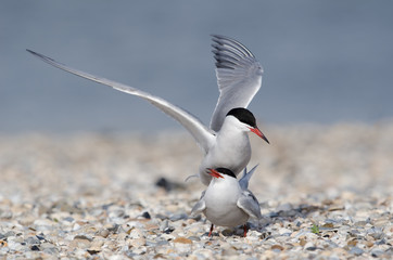 Flußseeschwalbe, Common tern, Sterna hirundo