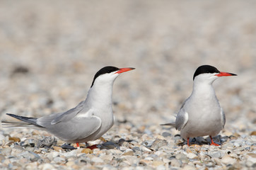 Flußseeschwalbe, Common tern, Sterna hirundo