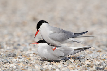 Flußseeschwalbe, Common tern, Sterna hirundo