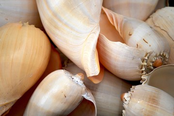 Hintergrund grosse Muscheln