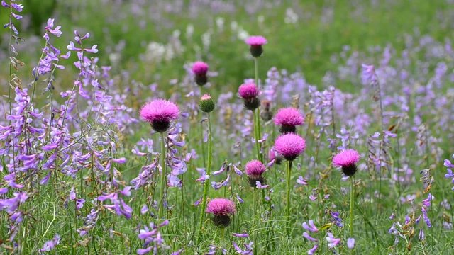 Wildflowers sways on a wind in the field. Footage 1920x1080.