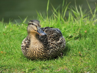 Female mallard duck