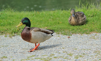 Couple of mallard ducks