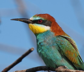 European bee-eater, Merops apiaster