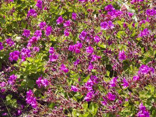 Obraz premium Geraniums on the island of Santorini in the CycladesGreece