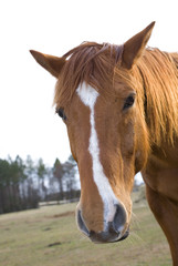 Obraz premium White strip